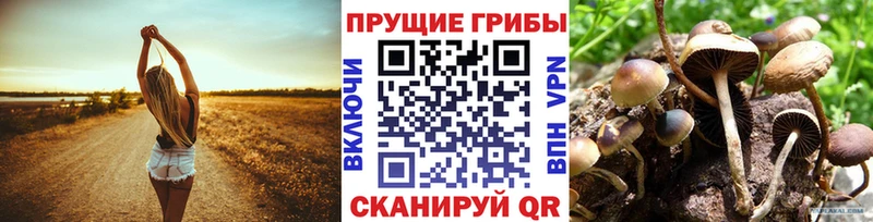 купить наркотики цена  Полярные Зори  ОМГ ОМГ онион  Псилоцибиновые грибы Cubensis 